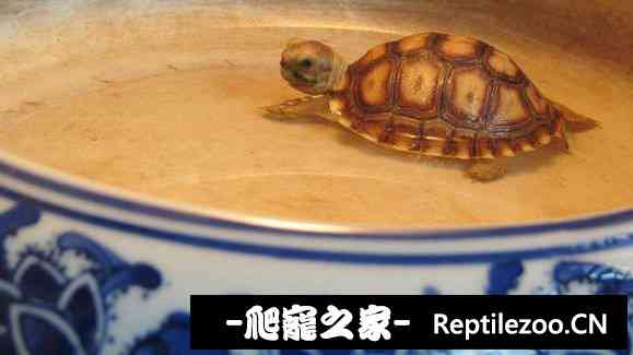 111214qkf52footrb91g5t.jpg
