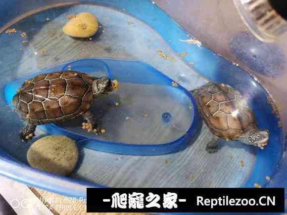 112628p2vj5zka5hzv61jp.jpg