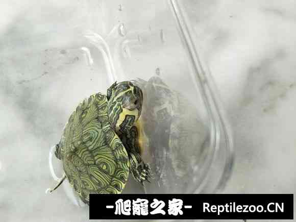 112806obuy1ql78qsboptq.jpg