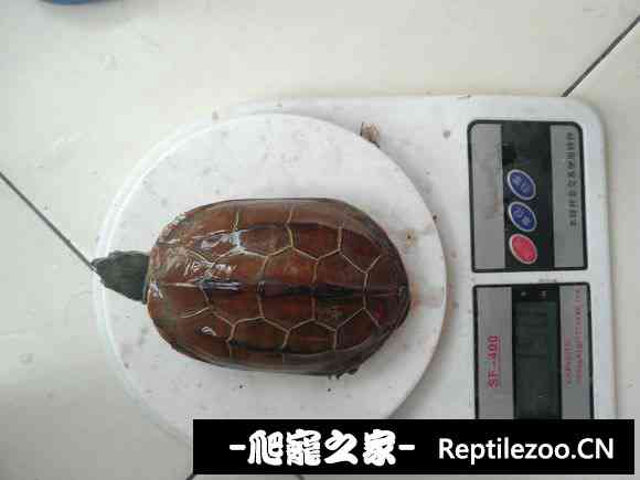112954jzsm4hxyxd8545mv.jpg