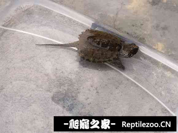 113334uyu9ffyne0zlubwh.jpg