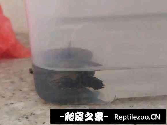113335qa44cc1ewalm195m.jpg
