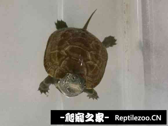 114426dkbkeawapbgezakb.jpg