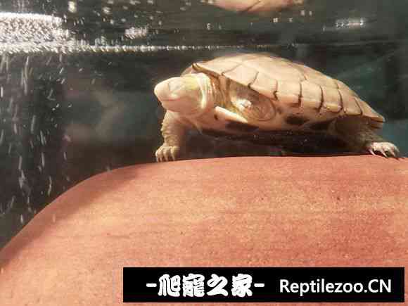 120033kzafiqs101kqb9xb.jpg