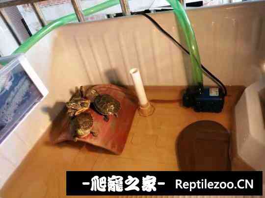 120059c858359crczub1xr.jpg