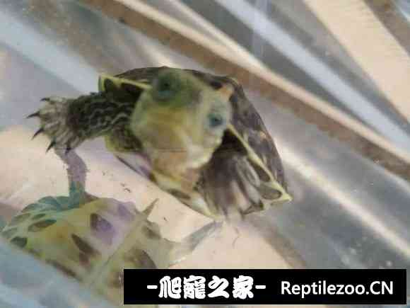 122635pfisybb2zuxzu8fl.jpg