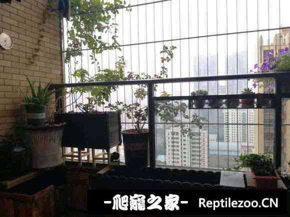 125810dbv12laplapirg22.jpg
