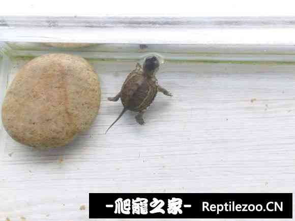 151547xmt6cglala4ccclt.jpg