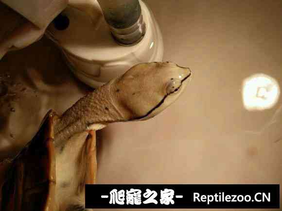 151907oqszl9lhl9lkf0f1.jpg