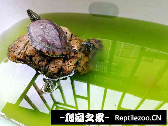 152128d0lmlmlu5f06kayp.jpg