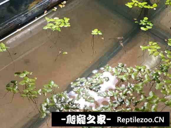 152203gqizmptenpkktmpt.jpg
