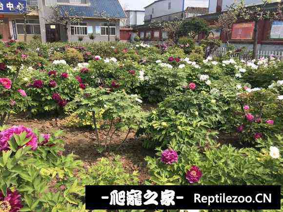 153444zco67p4pxo7pcopo.jpg