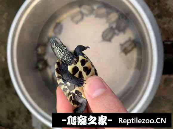153835hjopnpzpqh0tz5hi.jpg