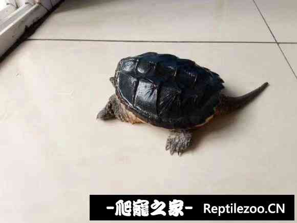 153930irwiqvur0tquu9jj.jpg