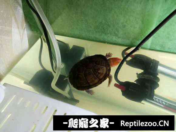 153931nmgda99pgvcgg591.jpg