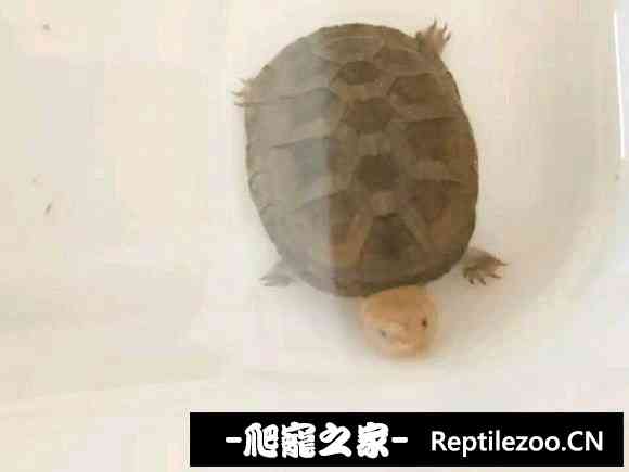 153931zs34c6e03a03iaze.jpg