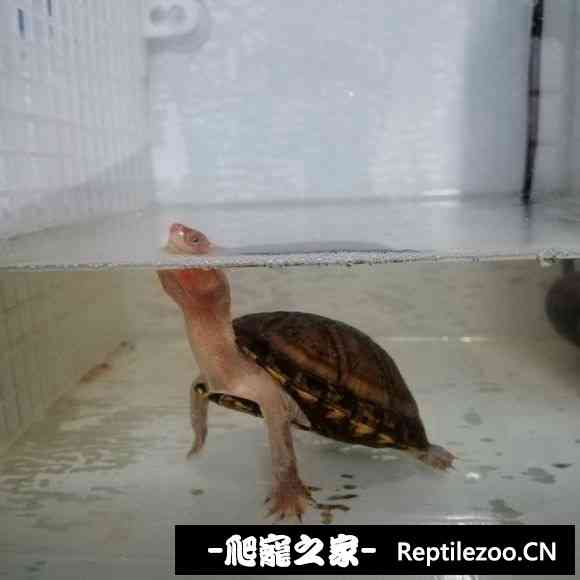 153932mdyyu40uuuy8yz4f.jpg
