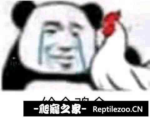 154304ceu1zg8cse8ess8k.jpg