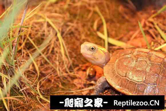 154639a1kghodmnkkp6mrr.jpg
