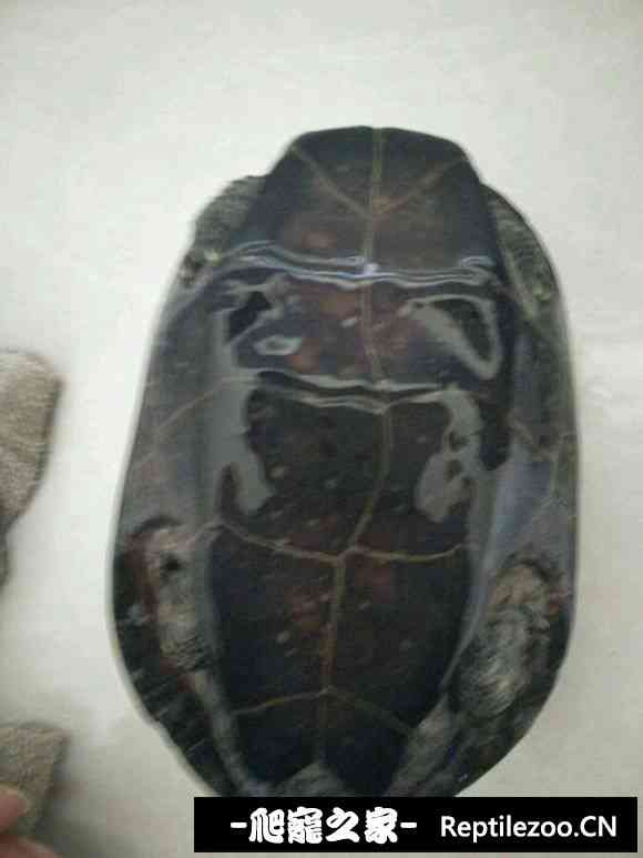 154742t2jouwhwasqqhapu.jpg