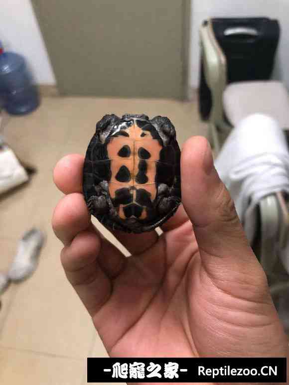 154929t8xyhuo00s0xxezr.jpg