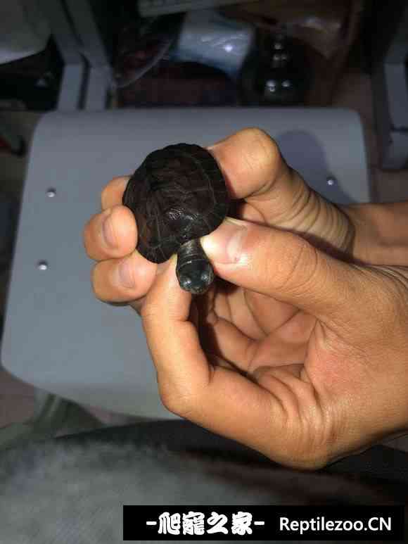 154930diysaw044wg0egg0.jpg
