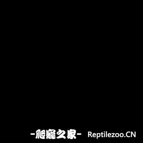 155252tpywh5hx85igpdid.jpg
