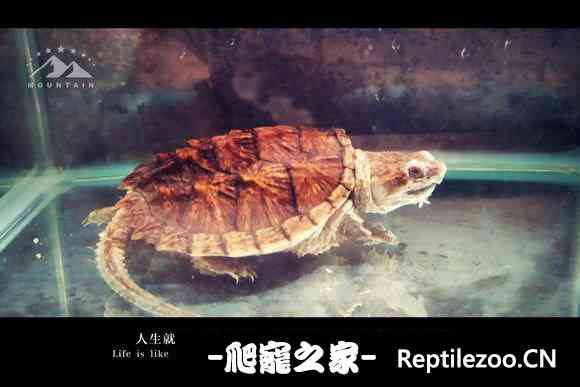 155515swwwzo1mnrelrxkx.jpg