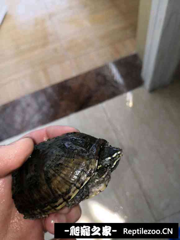 155757mogz9uf62uo72waj.jpg