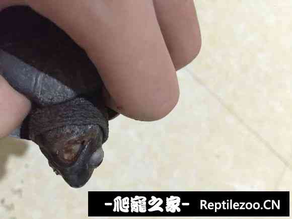 174523wz1ml241242r472r.jpg