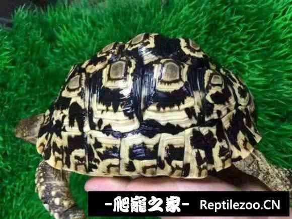 175423wbx577j55yocysai.jpg