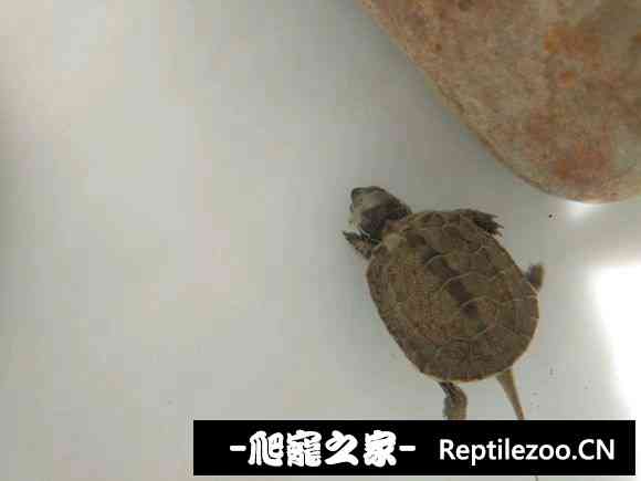 180446amrcrdwvtj6wo0cc.jpg