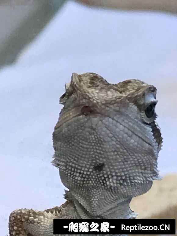 013217zbdudmwsjf1hmwx1.jpg