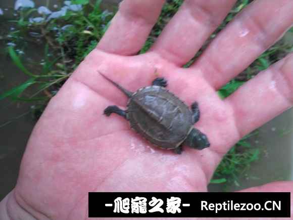 094041hwis333m6cnweuu8.jpg
