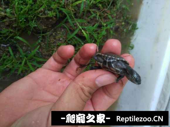 094043x6j6kagm67q8m6mf.jpg