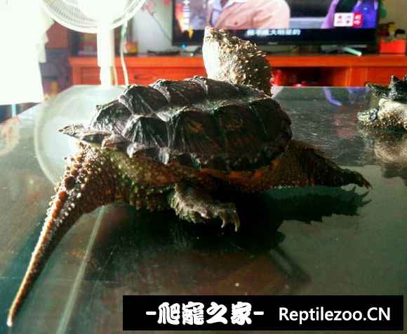 094207haoog7dppqpzcw6f.jpg