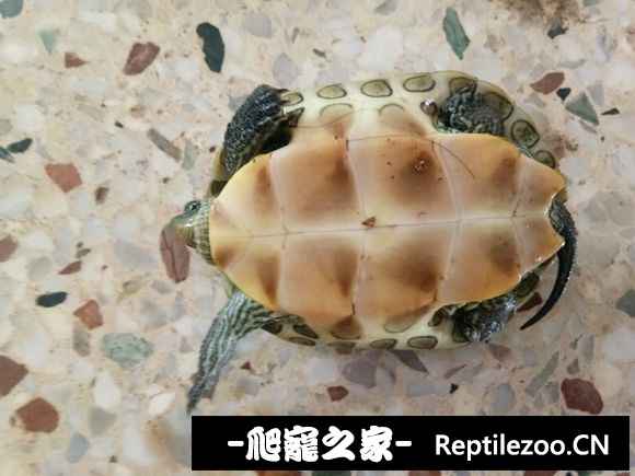 094409qtddjrxwwrljzdru.jpg