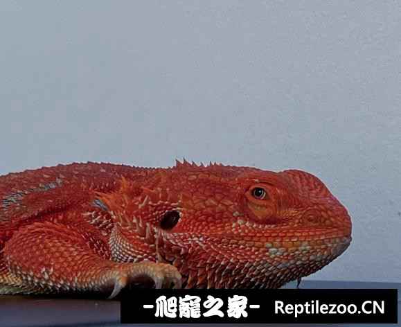 095010mgs7q1iggq3gz7ts.jpg