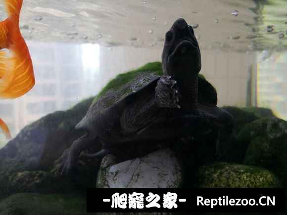 095330kgwqpooowqpzn1zd.jpg