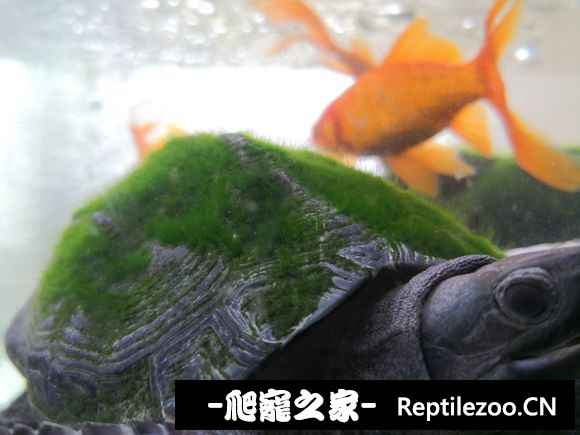 095331o866h955hzh66nii.jpg