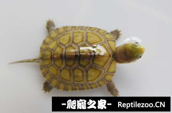 095512mce16ueacawt71jt.png