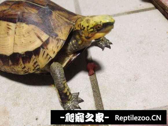 100020gwonza3d3onzocar.jpg