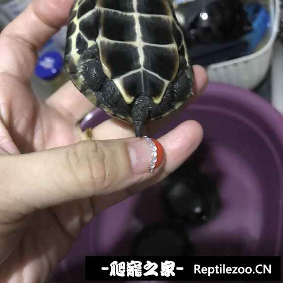 102428pfcxfxtatdtta0t4.jpg