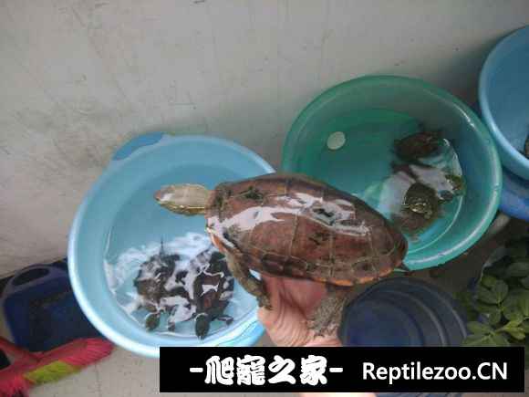 102439exelezf2ltylqmlq.jpg