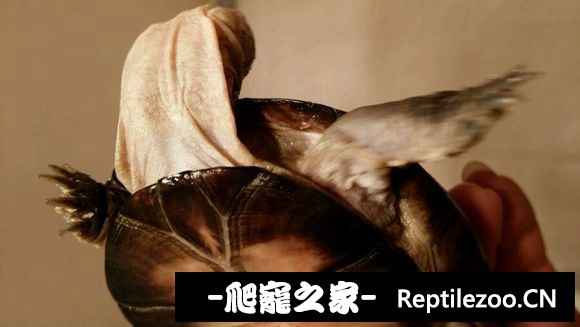 102803ko75g52zm5j7neah.jpg