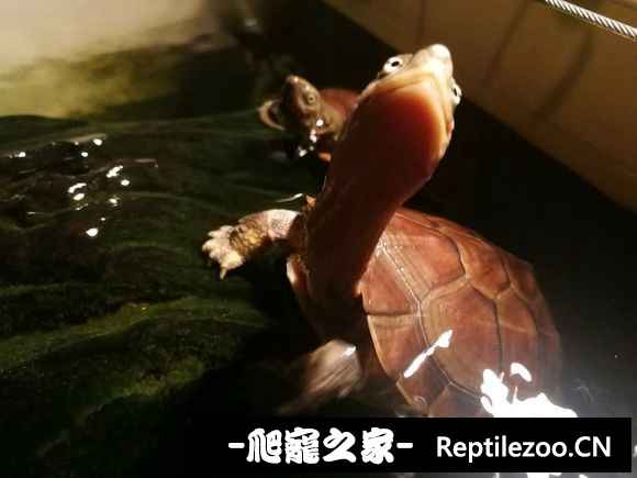 161009ozonneqso0o3onqn.jpg