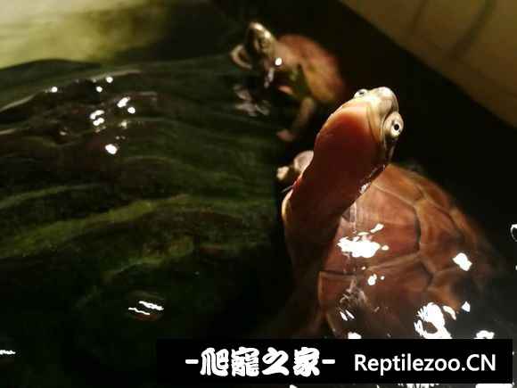 161011tpdtmfdydm8m8d7t.jpg