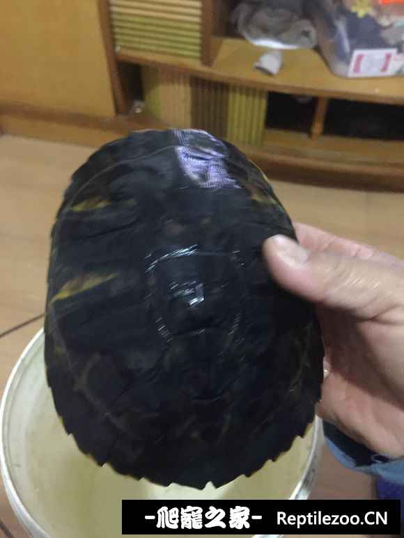 162459vrgjphzjiidp2llg.jpg