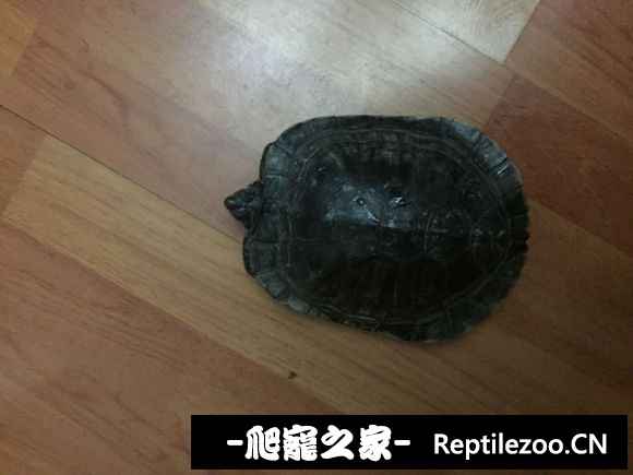 162520zl8bqosutjqj7onp.jpg