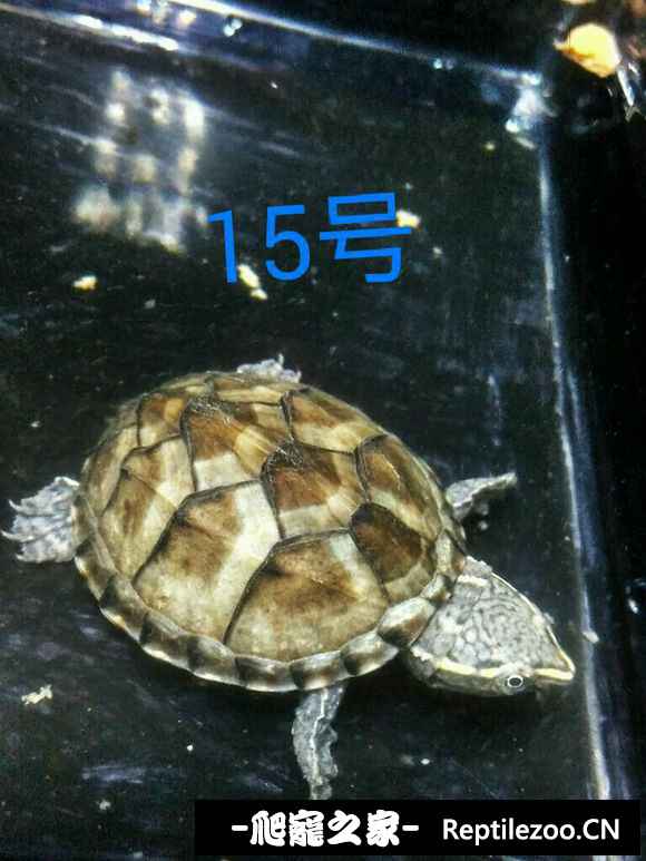 164509bhww98ctgzsshoox.jpg